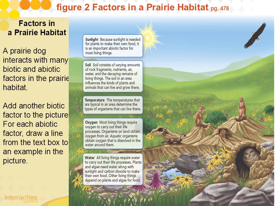 figure 2 Factors in a Prairie Habitat pg. 478