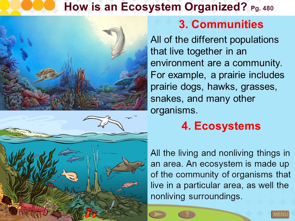 How is an Ecosystem Organized Pg. 480