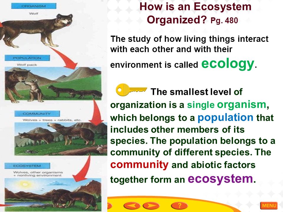 How is an Ecosystem Organized Pg. 480