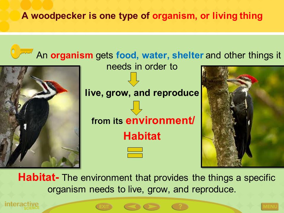 A woodpecker is one type of organism, or living thing