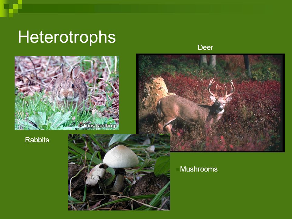 Heterotrophs Deer Rabbits Mushrooms