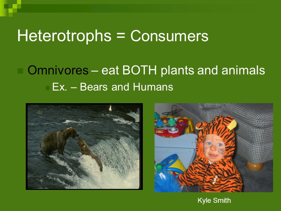 Heterotrophs = Consumers