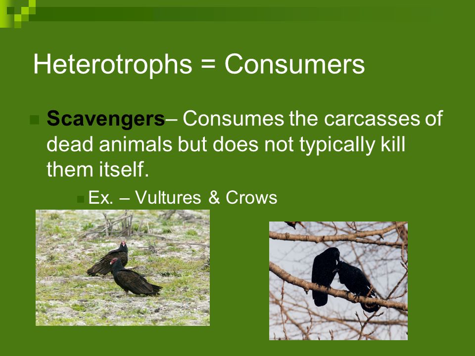Heterotrophs = Consumers