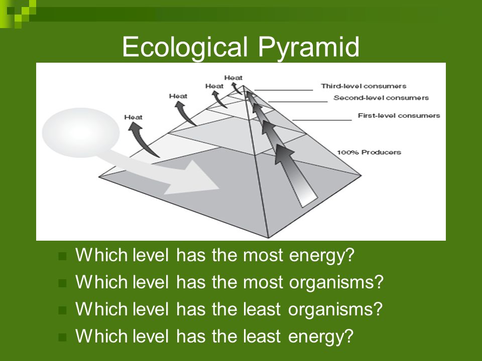 Ecological Pyramid Which level has the most energy