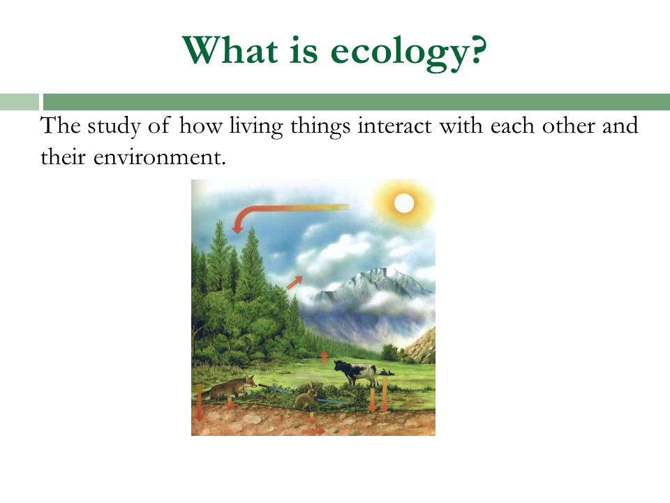 What is ecology The study of how living things interact with each other and their environment.