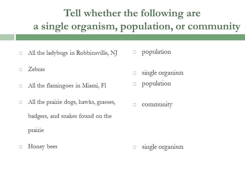 Tell whether the following are a single organism, population, or community