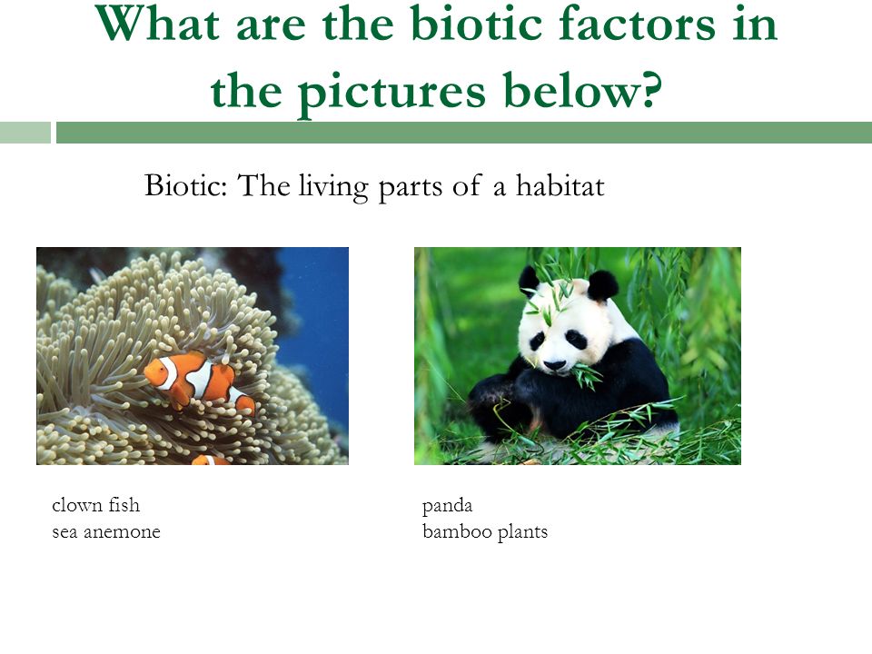 What are the biotic factors in the pictures below
