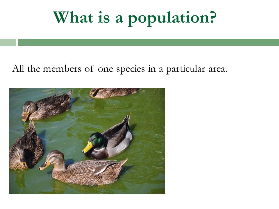 What is a population All the members of one species in a particular area.