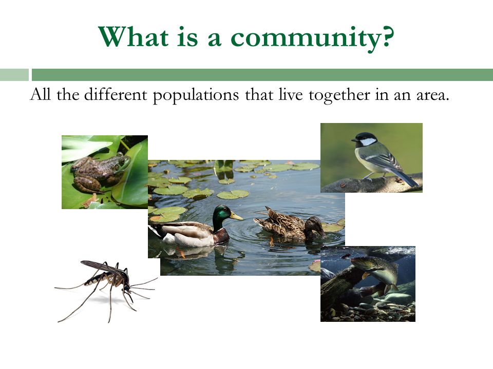What is a community All the different populations that live together in an area.