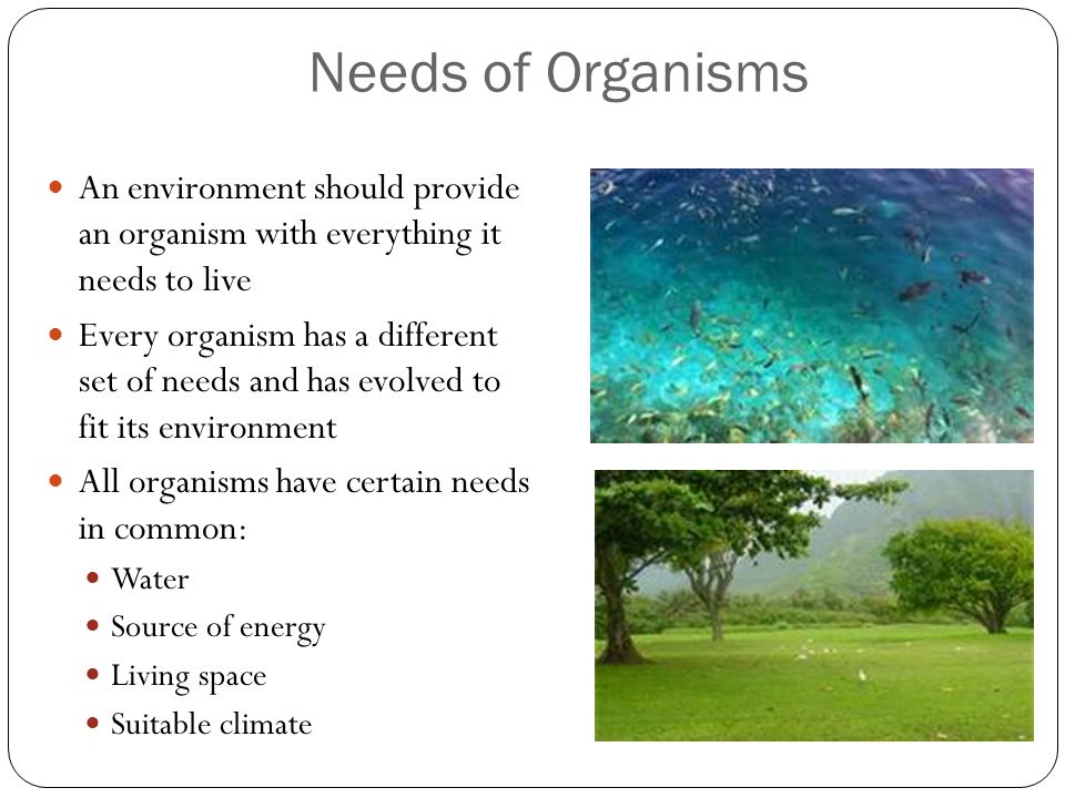 Needs of Organisms An environment should provide an organism with everything it needs to live.