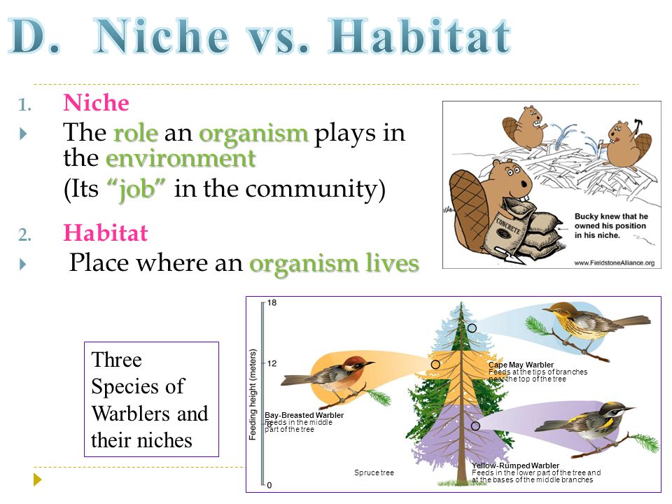 D. Niche vs. Habitat The role an organism plays in the environment