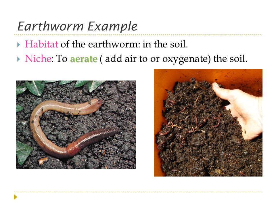 Earthworm Example Habitat of the earthworm: in the soil.
