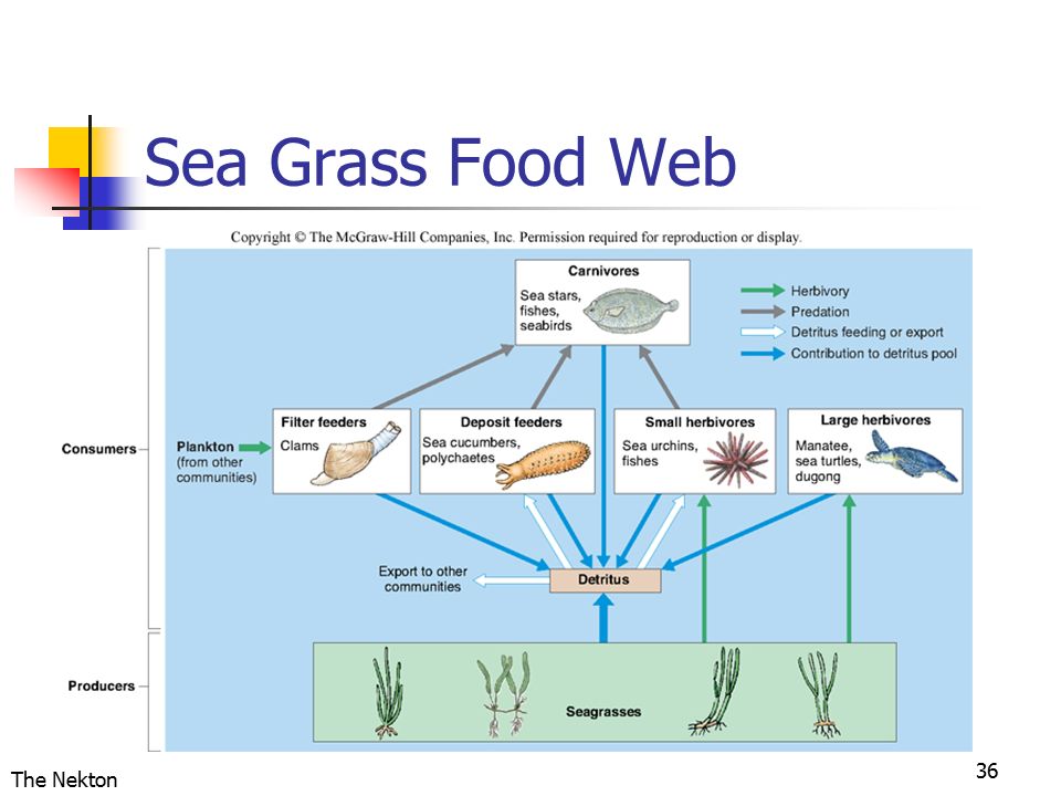 Seagrass Meadows Food Web
