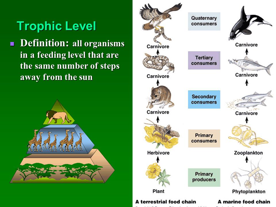 See definition. Trophic Level. Trophic Levels of the food Chain. Trophic (feeding) Levels. Living Organisms.