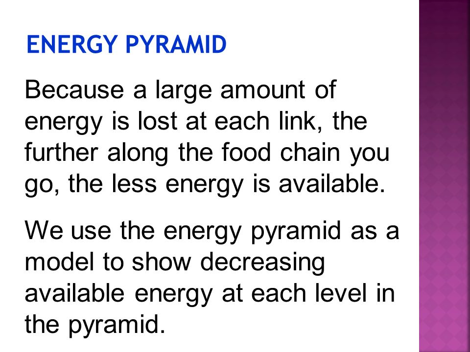 ENERGY PYRAMID Because a large amount of energy is lost at each link, the further along the food chain you go, the less energy is available.
