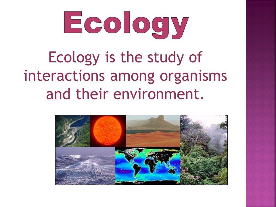 Ecology Ecology is the study of interactions among organisms and their environment.