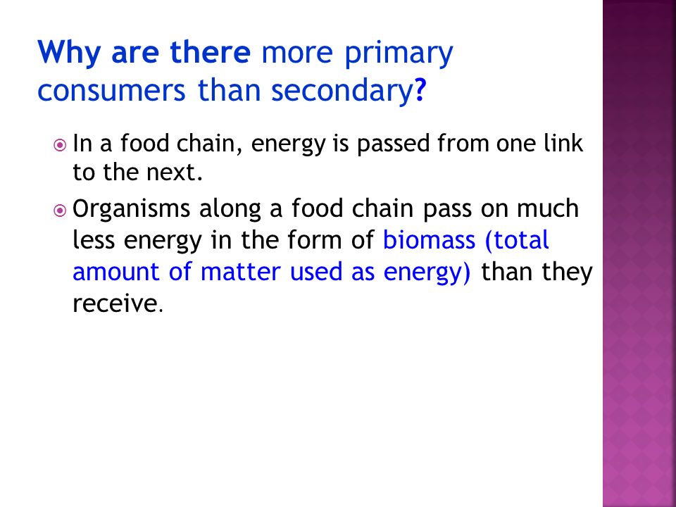 Why are there more primary consumers than secondary