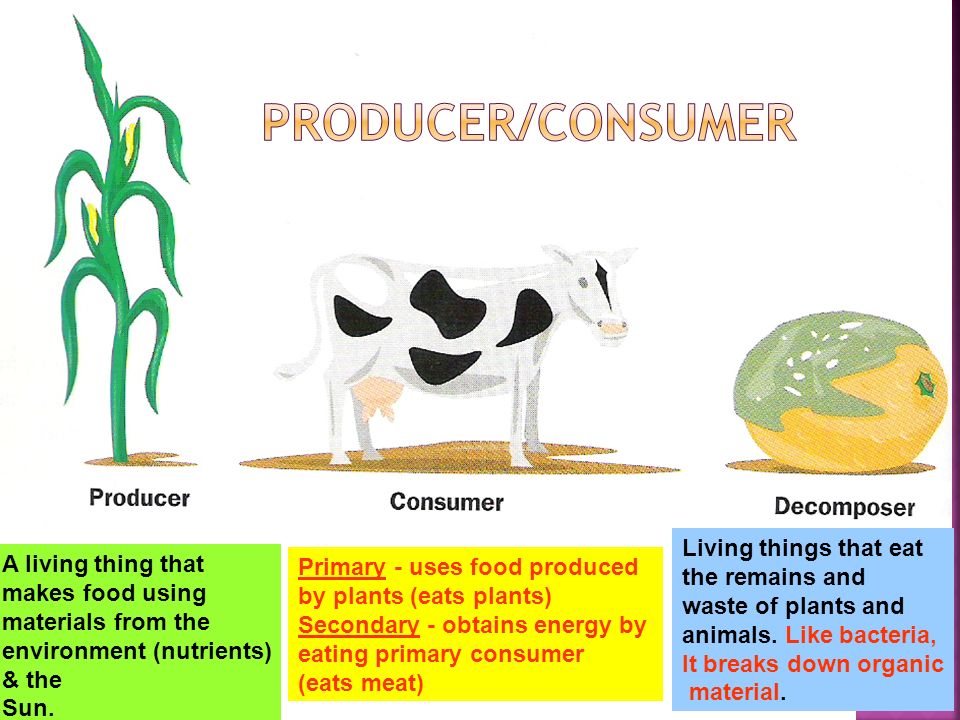 Producer/Consumer Living things that eat A living thing that