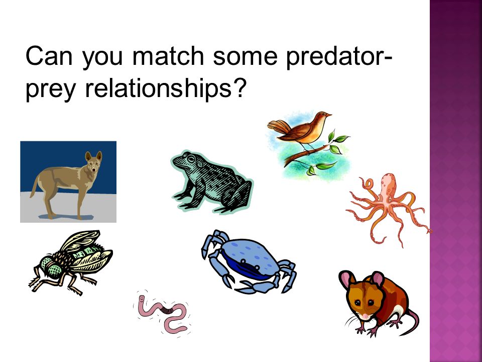 Can you match some predator-prey relationships