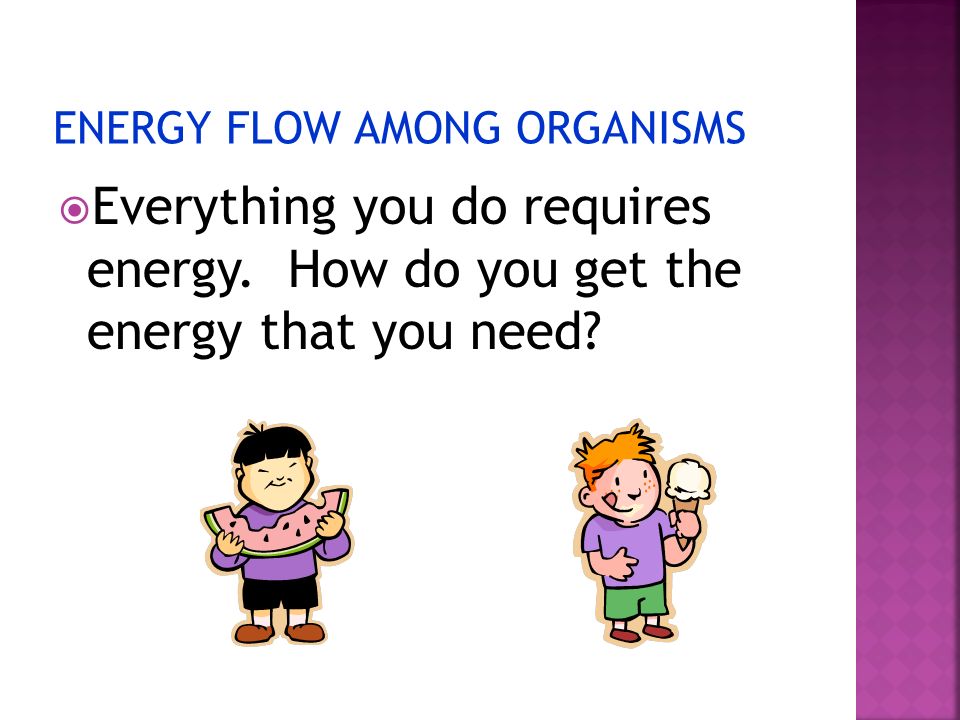 ENERGY FLOW AMONG ORGANISMS