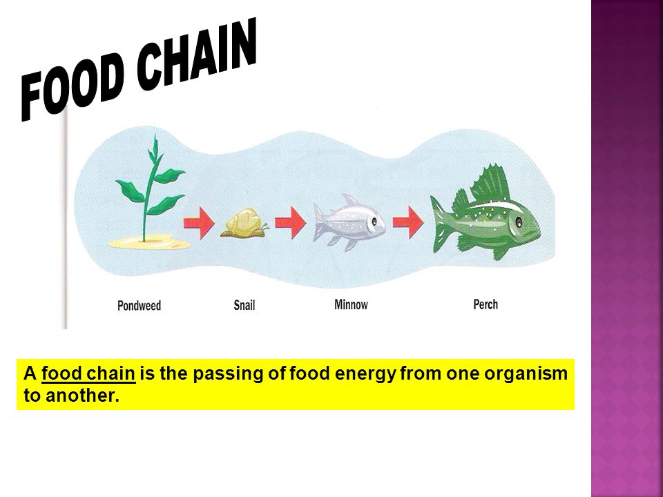 FOOD CHAIN A food chain is the passing of food energy from one organism to another.