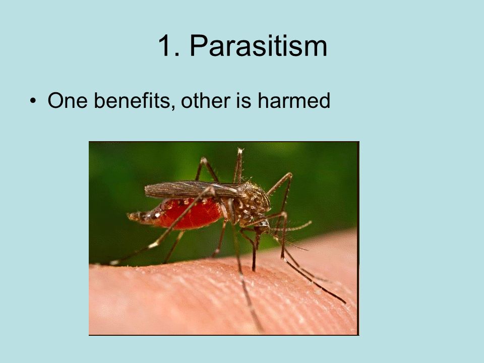1. Parasitism One benefits, other is harmed