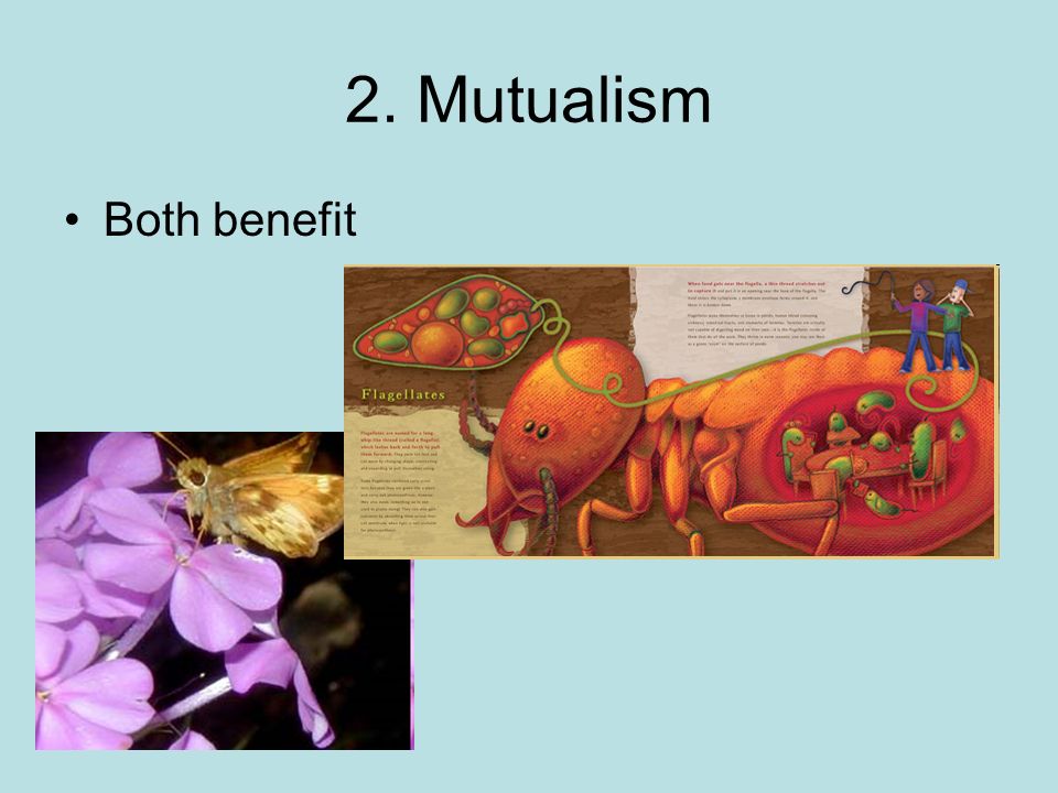 2. Mutualism Both benefit