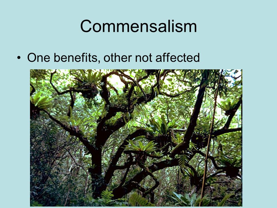 Commensalism One benefits, other not affected