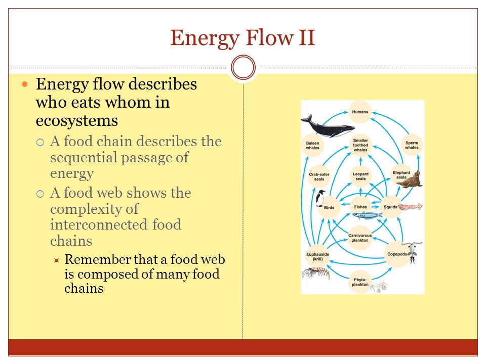 Energy Flow II Energy flow describes who eats whom in ecosystems