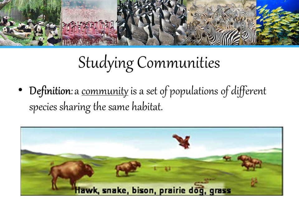 Population and Communities - ppt video online download