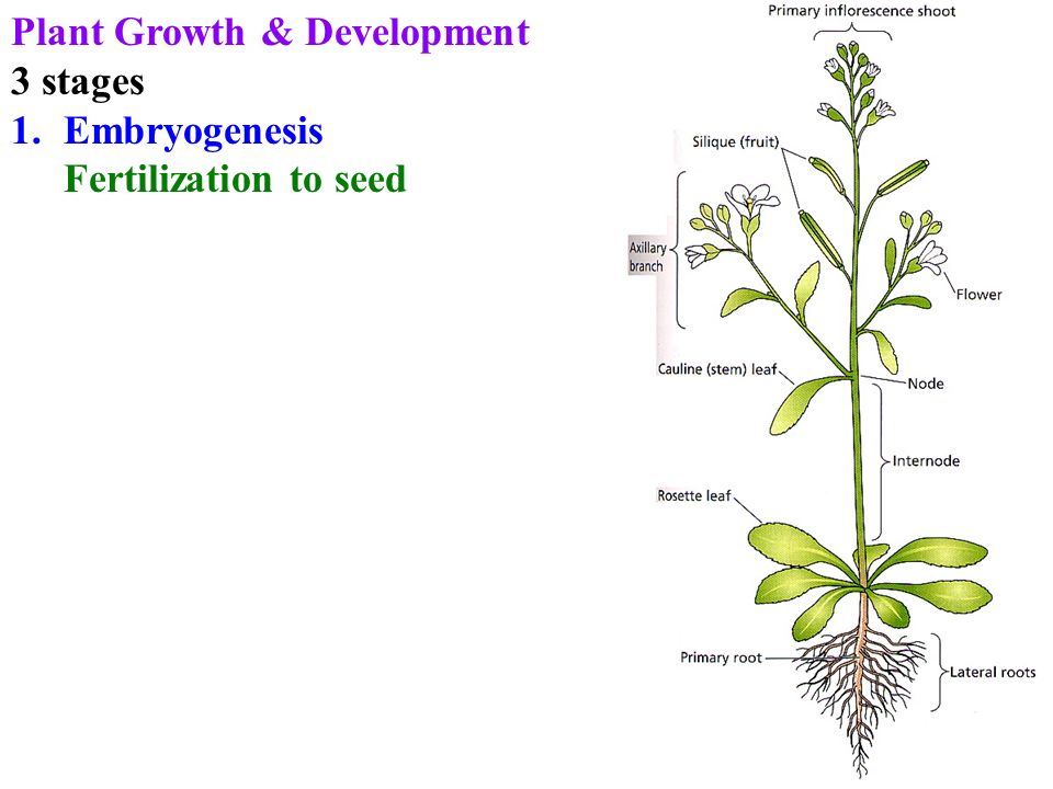 Plant 3 forms. Plant growth and Development. Plant growth Stages. Рост растений. Growth and Development Stages.