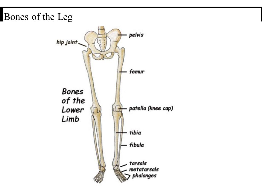 Bones system. Leg Bones. Bones of lower Limb the femur. Фибула кость. Joint Bone of lower Limb.