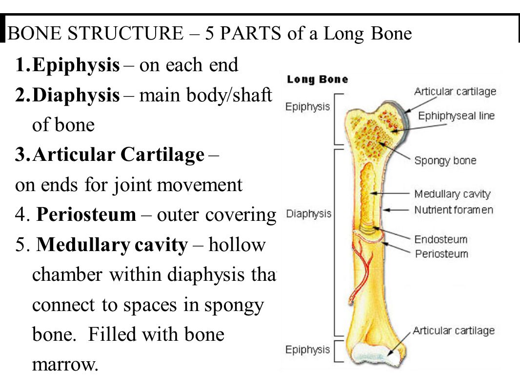 Карта bones. Parts of Bone. Bone structure. Bone structure Worksheet. Structure of long Bone..