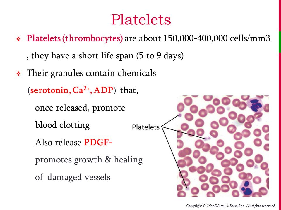 chapter 19 the blood ppt video