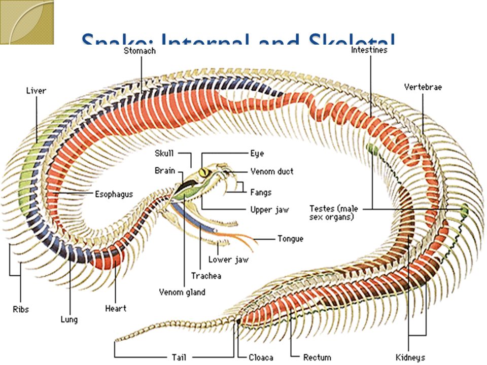 images Labeled Mealworm Anatomy reptiles animal science level ppt video