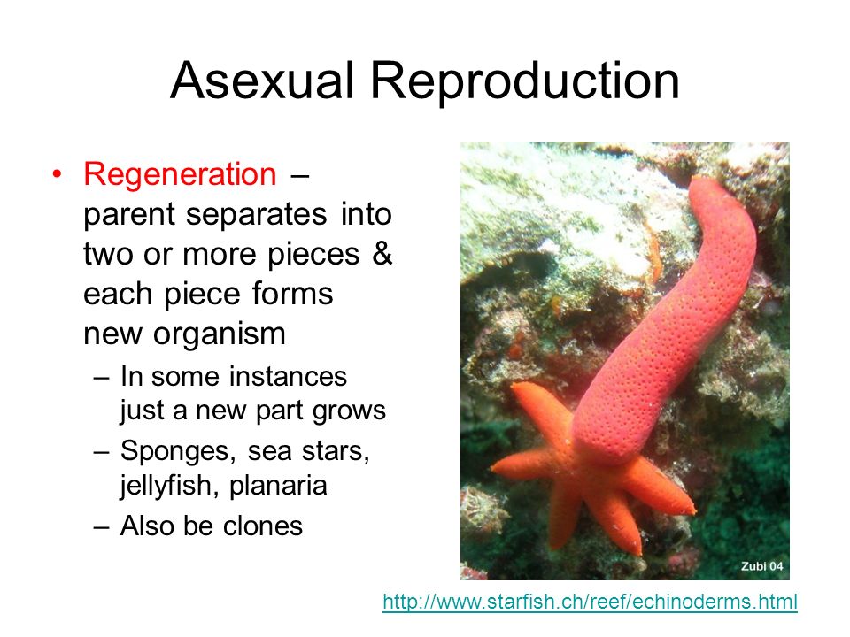 Animal Reproduction Sexual & Asexual By Diana L. Duckworth - ppt video  online download
