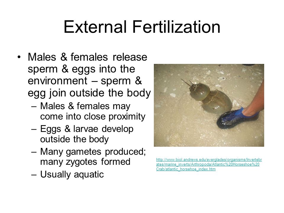 Animal Reproduction Sexual & Asexual By Diana L. Duckworth - ppt video  online download