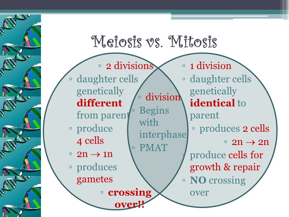 Presentation on theme: "Meiosis Stages of Meiosis Review Comparison of ...