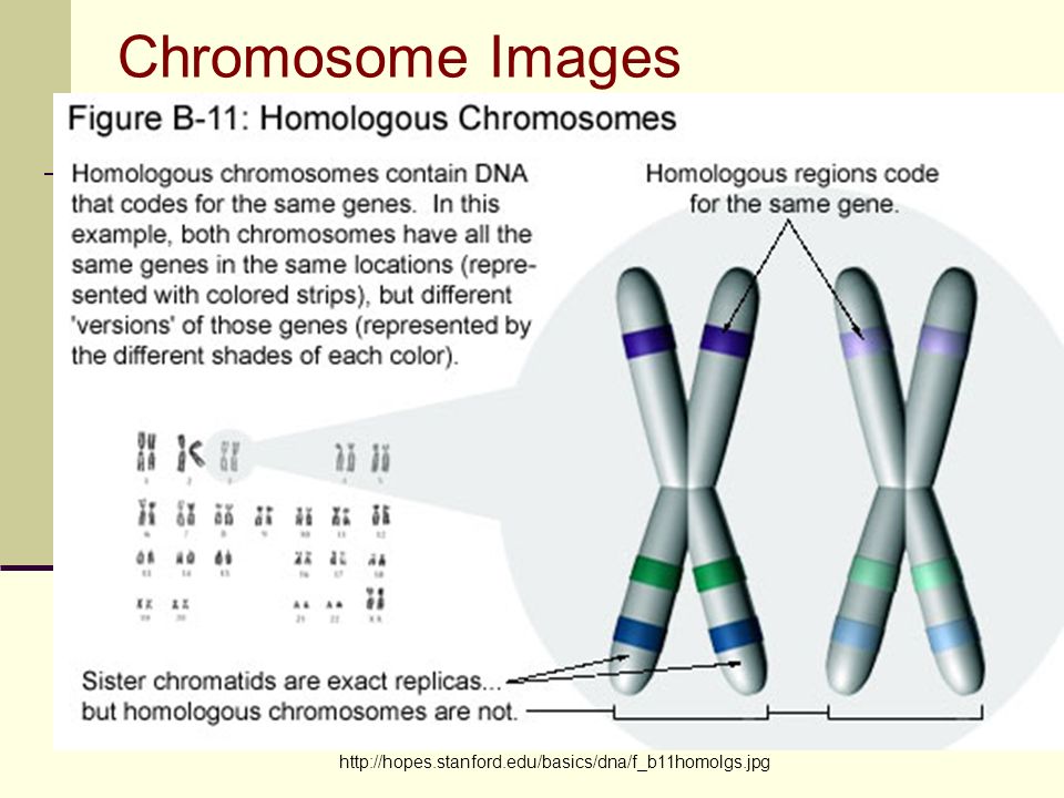 Chromosome Images.