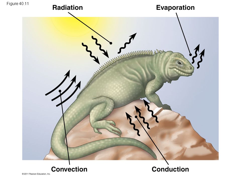 Figure Figure Heat exchange between an organism and its environment. 19