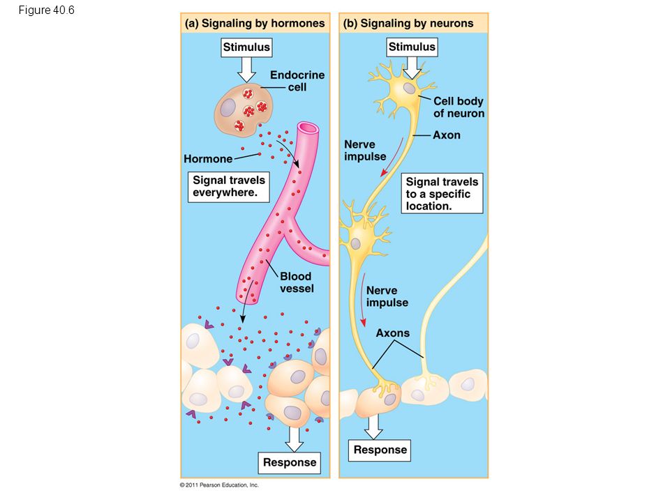 Figure 40.6 Figure 40.6 Signaling in the endocrine and nervous systems 2