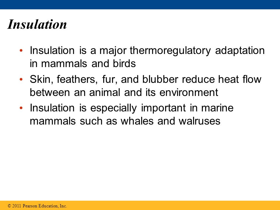 Insulation Insulation is a major thermoregulatory adaptation in mammals and birds.