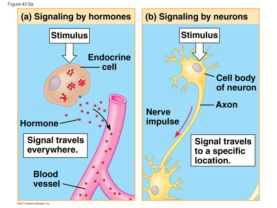 Figure 40.6a Figure 40.6 Signaling in the endocrine and nervous systems 3