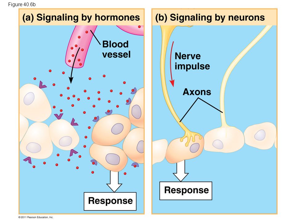 Figure 40.6b Figure 40.6 Signaling in the endocrine and nervous systems 5