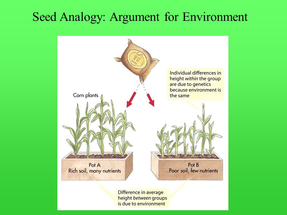 Seed Analogy: Argument for Environment