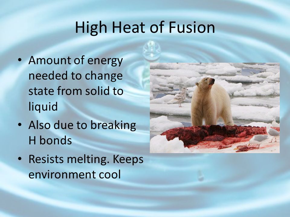 High Heat of Fusion Amount of energy needed to change state from solid to liquid. Also due to breaking H bonds.
