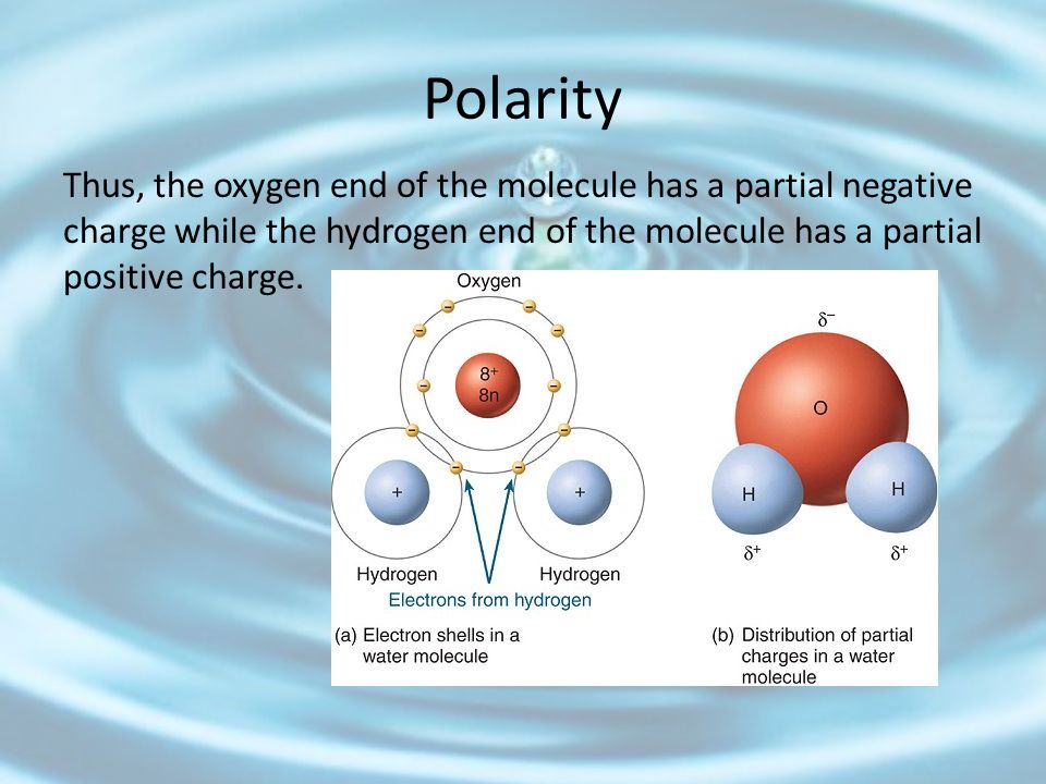Polarity Thus, the oxygen end of the molecule has a partial negative charge while the hydrogen end of the molecule has a partial positive charge.