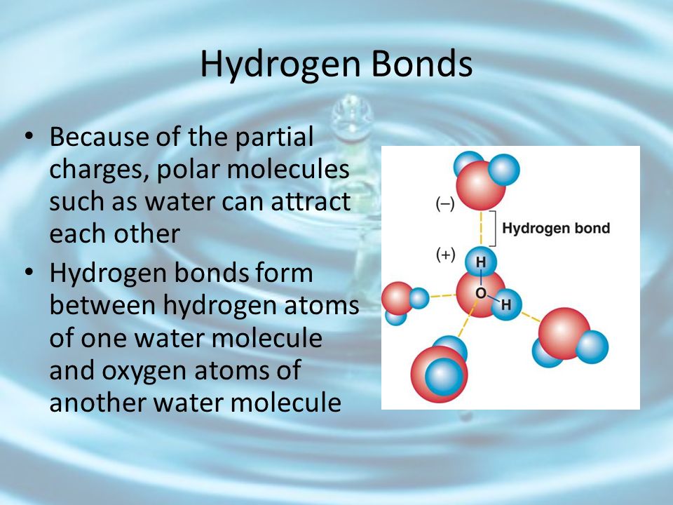 Hydrogen Bonds Because of the partial charges, polar molecules such as water can attract each other.