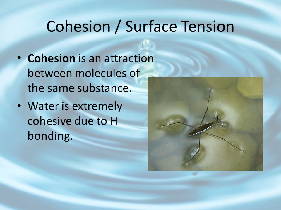 Cohesion / Surface Tension