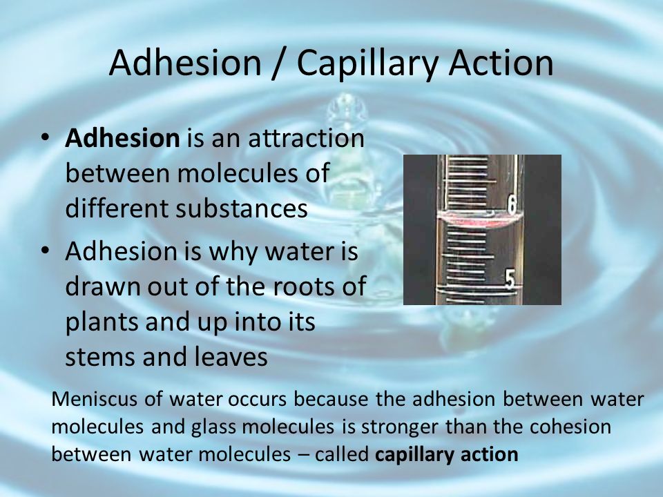 Adhesion / Capillary Action